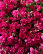 Кустовые розы Fuchsia – яркий акцент роскоши и изысканности